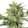 Buy A K 47 strain Feminized Marijuana seeds online in Australia