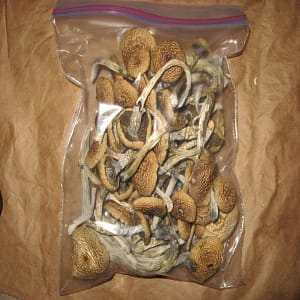 Buy Dried Magic mushroom online in Australia