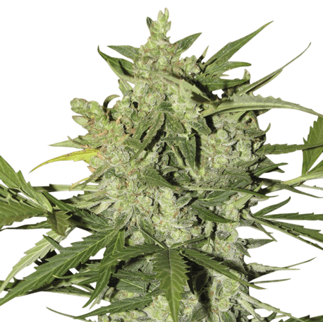 Buy A K 47 strain Feminized Marijuana seeds online in Australia