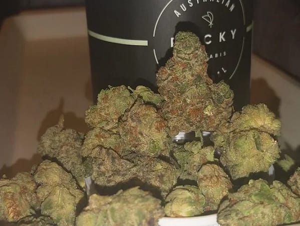 antg rocky cannabis