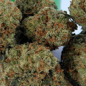A K 47 weed strain
