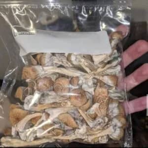 Buy dried Magic mushrom in Sydney,