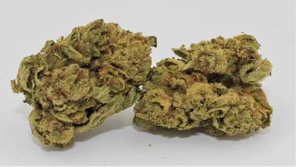 Close-up image of a mature Gorilla Glue Strain cannabis flower, showcasing its dense, resin-coated buds.