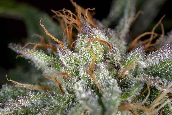 Microscopic image showcasing the trichomes of the GC4, indicative of its high THC content and potent effects