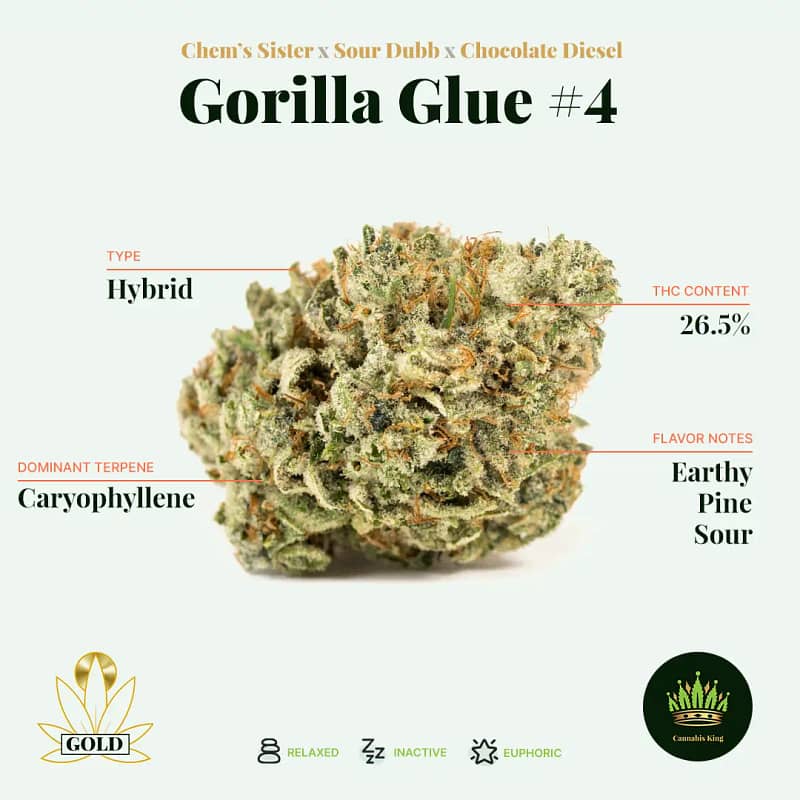 Intricate infographic tracing the genetic makeup of the Gorilla Glue Strain, showcasing its parent strains and unique hybrid composition.